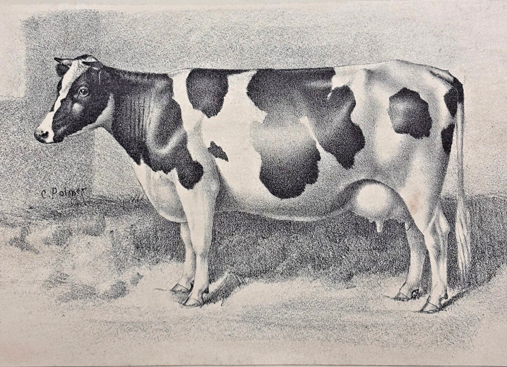 Holstein Cow Lithograph Antique C Palmer 1870s Dairy Cattle Print Farmhouse Art